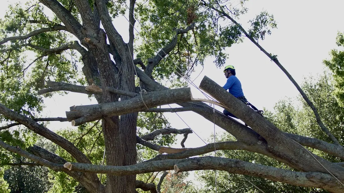 Professional Crown Thinning performed by certified arborists in East Millinocket