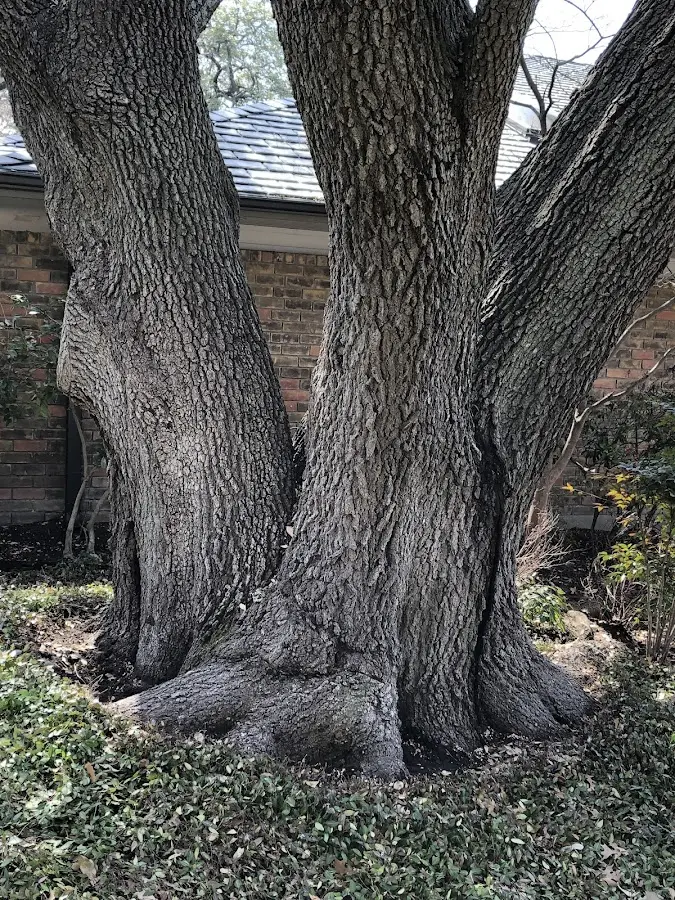 Mature heritage tree close to a East Millinocket property cared for by certified arborists